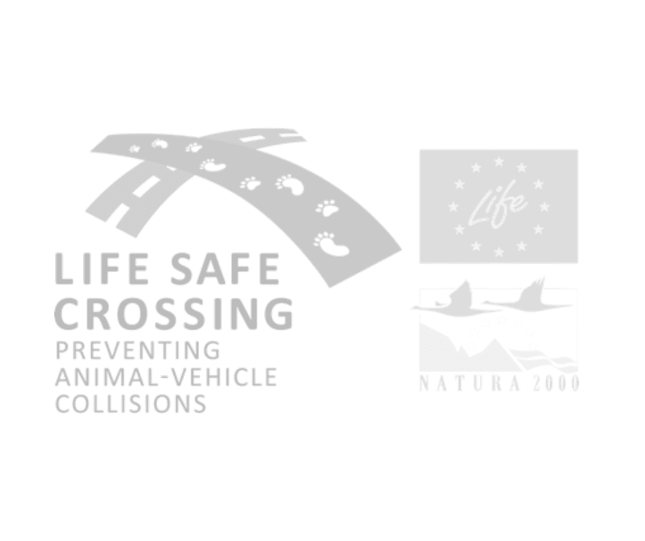 Life Safe Crossing